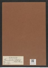 Hemiaulus elegans (HEib.) Grun. (de-Toni-Nr.: Genus 117, Species 3393) Zeichnungen Sammlung Grunow Mappe 03599 (Herbarium_W_Grunow_drawings_Folder_03599)